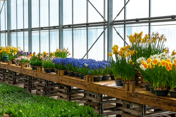 Blooming daffodils, grape hyacinths and tulips in a greenhouse.