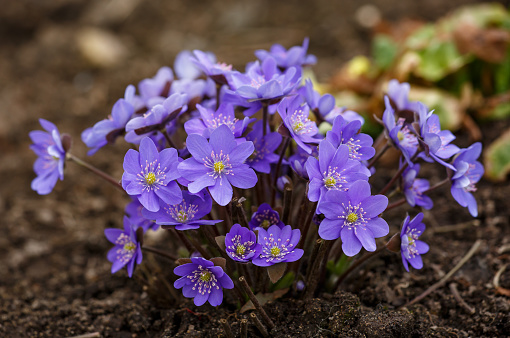 Blossom purple Anemone hepatica flower in early spring macro photography. Liverwort flowering plant with violet petals close-up photo in springtime. Lilac common hepatica floral background.