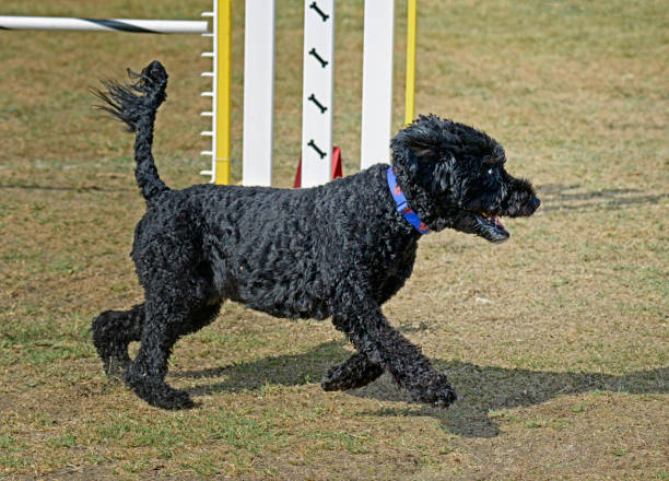 Black Portuguese Water Dog Running on an Agility Course stock photo