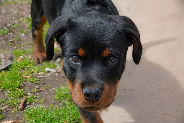 istock Rottweiler puppy 1390482212