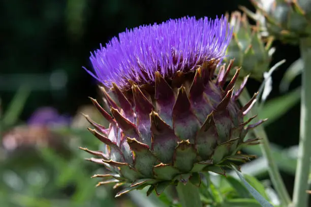 Closeup shot of a purple cardoon (thistle) in full bloom. Horizontal. Scientific name: cynara cardunculus. Also known as artichoke thistle. Native to the western and central Mediterranean region, where it was domesticated in ancient times and still occurs as a wild plant.
