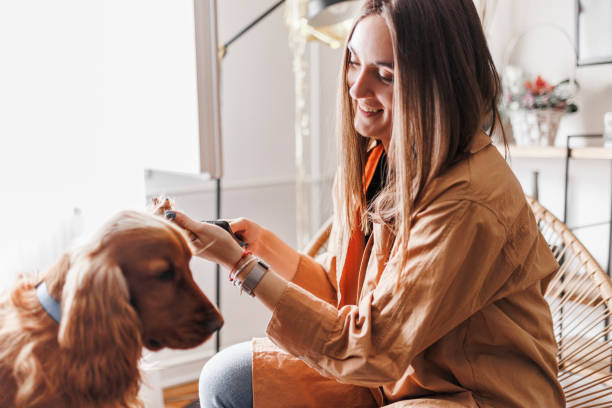 istock Woman brushing and grooming her  Cocker Spaniel dog 1390484352