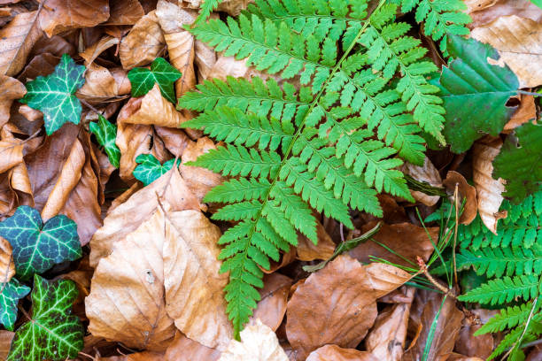 Dry yellow Fern Leaves Foliage Natural Floral On autumn Forest bokeh Background. Autumn plants. Fall Coming and Changing Season From Green Summer To Yellow Colors Of Autumn Forest Landscape. Fisheye wide angel lens shot.