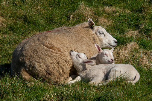 Two little lambs laying together against their mother in the meadow.