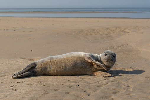 Seal on the beach, looking at the camera.