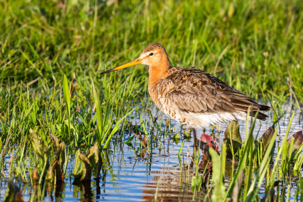 istock Black-tailed Godwit (Limosa limosa) - Eemnes, the Netherlands 1390486216