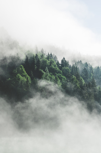 Una maravillosa y mágica interacción de niebla baja, un lago de montaña y un hermoso bosque verde. photo