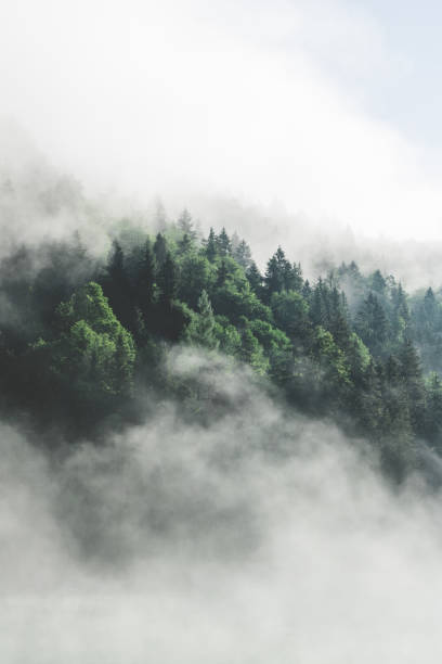 低く垂れ下がった霧、山の湖、美しい緑の森の素晴らしく魔法のような相互作用。 - sun fog sky river ストックフォトと画像