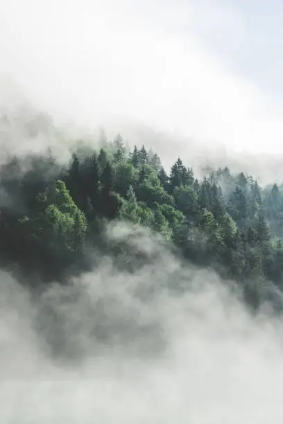 Photo of A wonderful, magical interplay of low-hanging fog, a mountain lake and a beautiful, green forest.