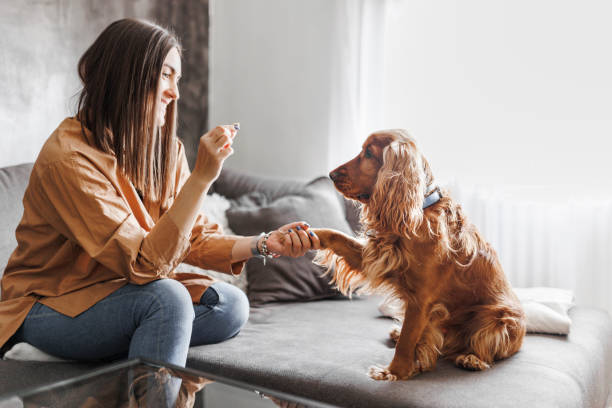 una hermosa joven está dando golosinas a su perro - cocker spaniel fotografías e imágenes de stock