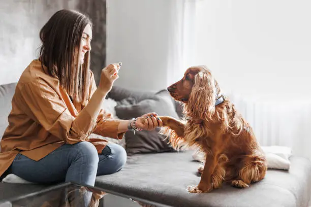 A beautiful young woman is giving treats to her dog