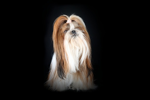 shih tzu isolated on black background