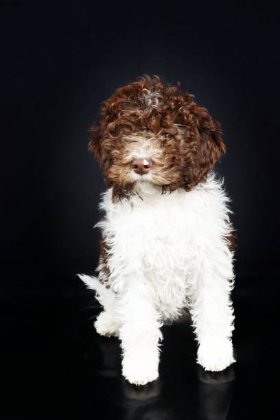 Lagotto Romagnolo Lagotto Romagnolo dog isolated on studio lagotto romagnolo stock pictures, royalty-free photos & images
