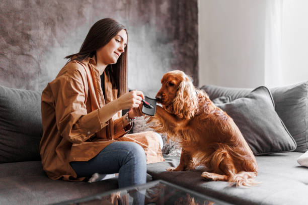 istock Woman brushing and grooming her  Cocker Spaniel dog 1390490100