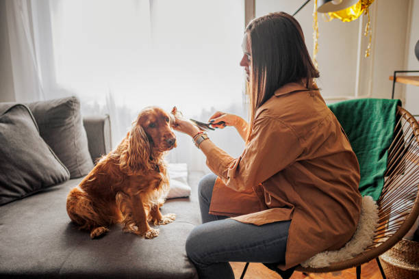 istock Woman brushing and grooming her  Cocker Spaniel dog 1390490199