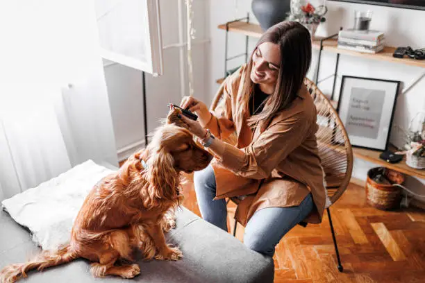 Photo of Woman brushing and grooming her  Cocker Spaniel dog