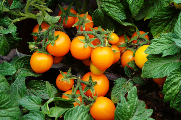 istock Yellow tomatoes on a branch. 1390493153