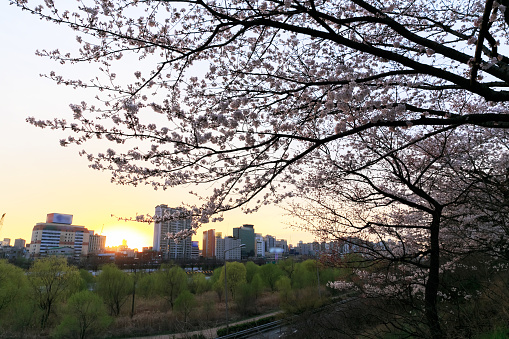 Dawn in Seoul with cherry blossom, Korea