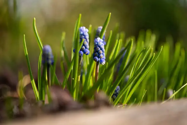 Close up of grape hyacinths in flowerbed in garden on sunny day in spring, shallow focus, place for text