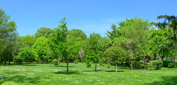 panorama backyard and garden with trees and grass on lawn