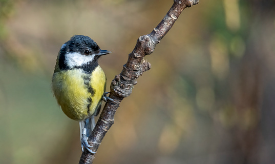 Great tit sitting in tree on a branch. Wild animal foraging for food. Animal shot of a bird from nature