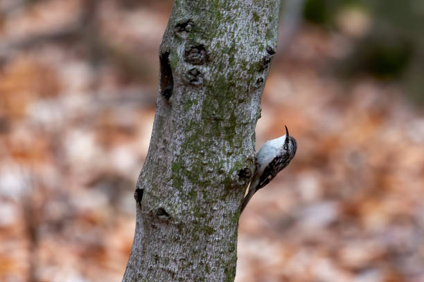 The brown creeper (Certhia americana) The brown creeper , also known as the American treecreeper certhiidae stock pictures, royalty-free photos & images