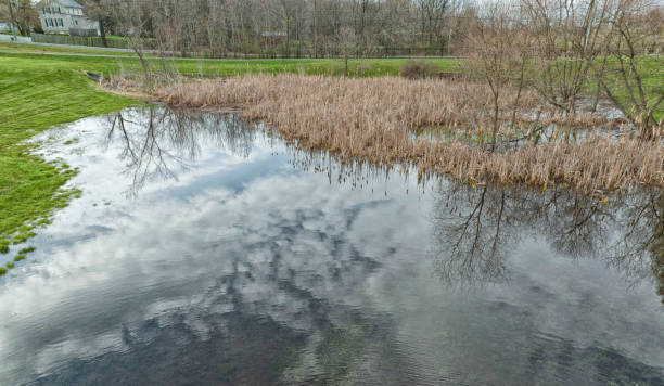 Water reflecting the cloudy sky above near the reeds.