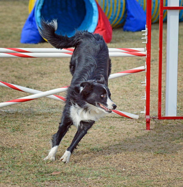 istock Exuberant Border Collie Jumping Over an Obstacle 1390499182