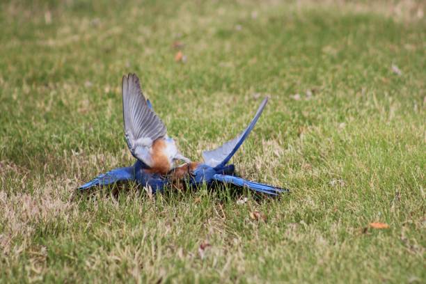 pássaros azuis lutando por território na primavera - spring migration - fotografias e filmes do acervo