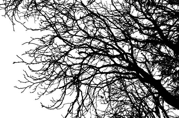 illustrations, cliparts, dessins animés et icônes de silhouette d’arbre à branches nues. illustration vectorielle - tree silhouette branch bare tree