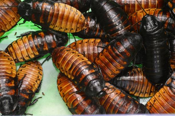 장식용 바퀴벌레 - cockroach hissing ugliness insect 뉴스 사진 이미지