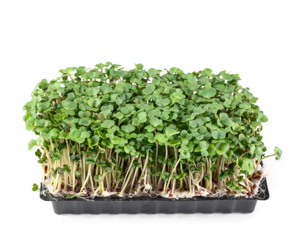 Rucola sprouts isolated on a white background