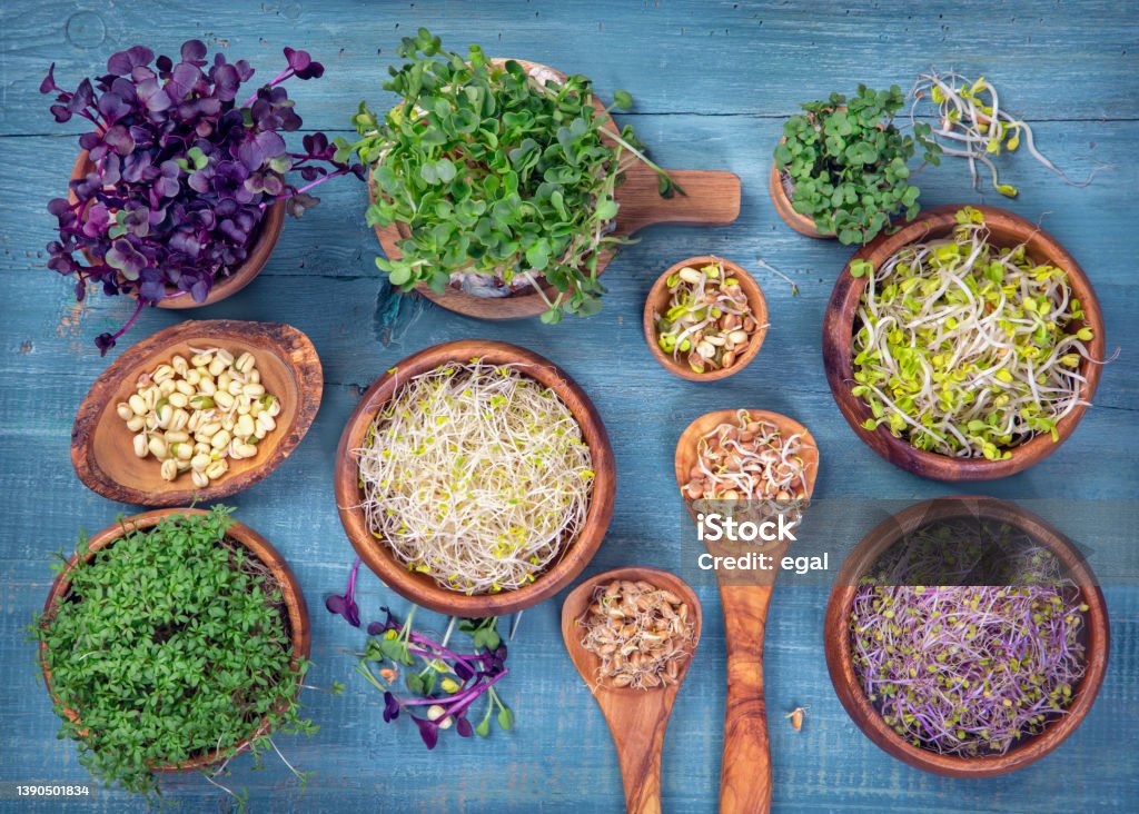 Microgreens Examples Different Types Of Microgreens Stock Photo - Download Image Now ...