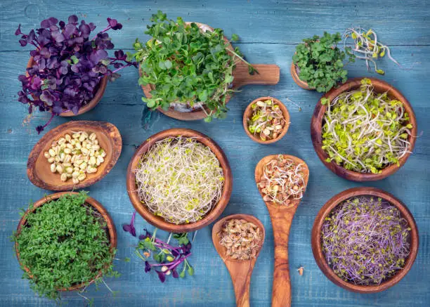 Different types of microgreens on a wooden background