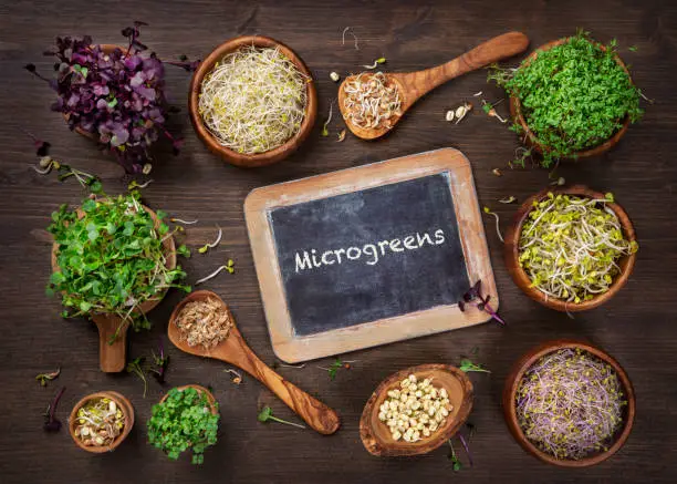 Different types of microgreens on a wooden background