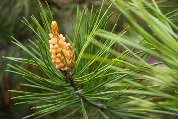 istock Young sapling pine buds. Spring tree growth. Young green pine branch. 1390502928