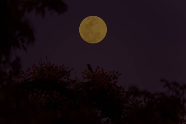 istock Full moon on the sky with tree branch silhouette. 1390502994