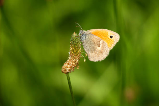 Yellof butterfly on a flower stock photo