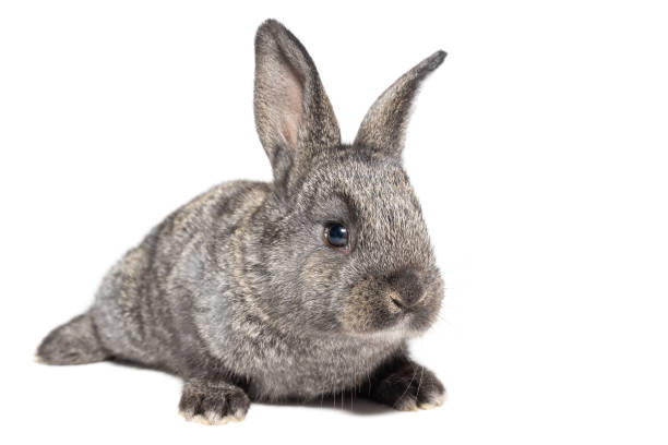 istock gray fluffy rabbit looking at the signboard. Isolated on white background. 1390504131