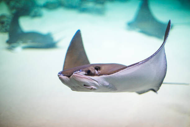 istock Skates underwater in aquarium 1390504189
