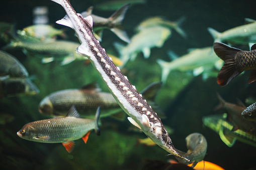 Close-up of Alligator gar in the aquarium. Side view of Alligator gar.