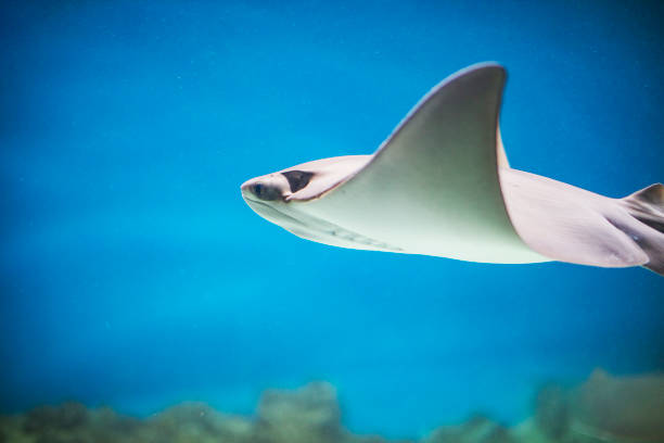 istock Skates underwater in aquarium 1390504197