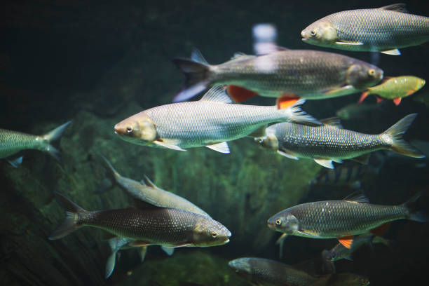 School of fish underwater in aquarium