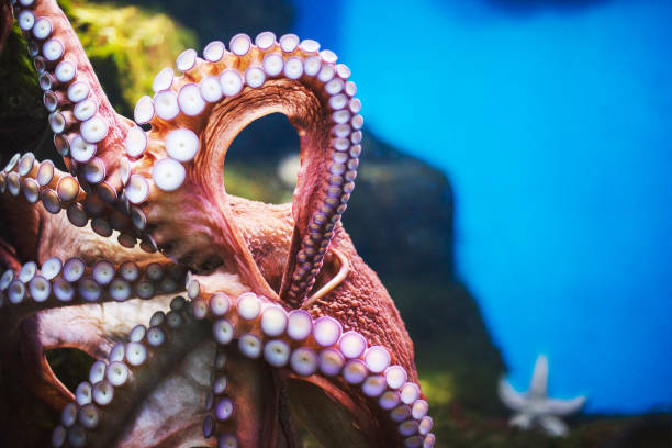 Octopus underwater in aquarium Octopus underwater in aquarium octopus stock pictures, royalty-free photos & images