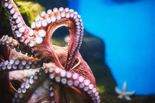 Photo of Octopus underwater in aquarium