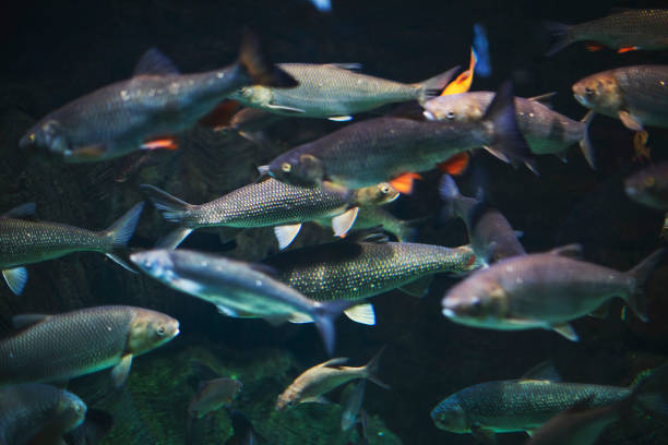 Flock of mallard ducks swimming in glacier fed river in Alberta, Canada  - half above water, half below