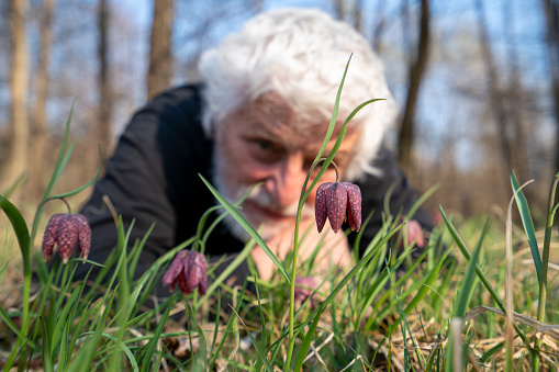 Senior man Parkinson disease patient, laying on ground and enjoying looking at Tulip, Snake's Head Fritillary in its natural environment, swamps.  The background is blurred. Tulip blooms at the end of April, Barje near Ljubljana, Slovenia