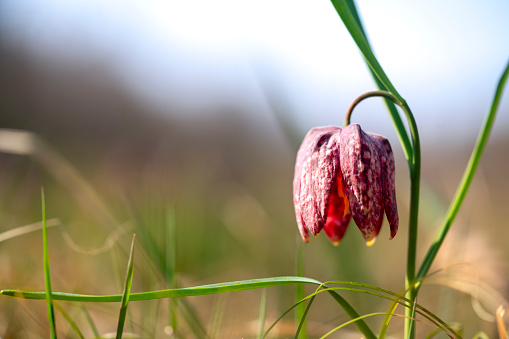 Snake's Head Fritillary (Fritillaria meleagris) plant which grows only in swamp country. The background is blurred. Blooms at the end of April, Barje near Ljubljana, Slovenia\