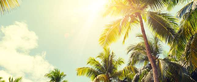 Panorama of tropical palm tree with sun light on sky background. Coconut palm trees and shining sun with vintage effect.