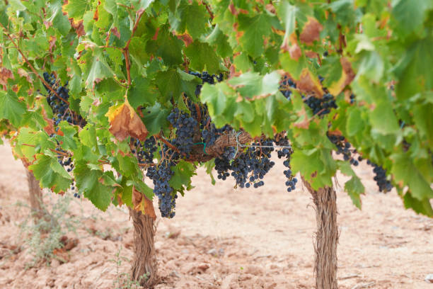 istock A few ripe bunches of red grapes 1390506090